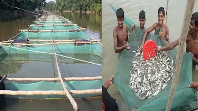 দিন দিন জনপ্রিয় হচ্ছে খাঁচায় মাছ চাষ, স্বাবলম্বী শত শত পরিবার