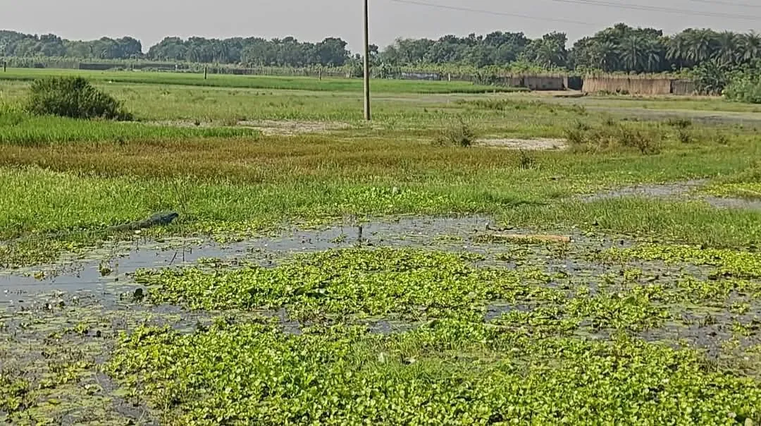 পুঠিয়ায় ২ বিলের পানি নিষ্কাশন না হওয়ায় শতশত কৃষক ক্ষতিগ্রস্ত